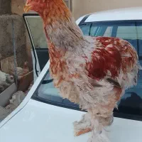 برهما مرغ