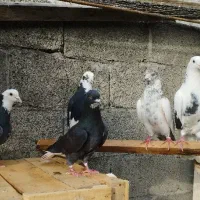 کبوتر پرشی