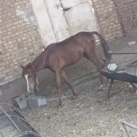کره اسب