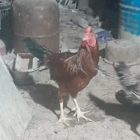 خروس