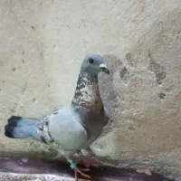 کفتر سبز کوویتی ماده