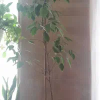 تعدادی گل آپارتمانی سالم