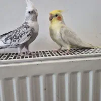 جفت عروس هلندی