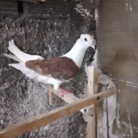 پشت سرخ پشت سیاه کله زرد  خال