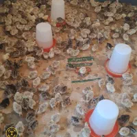 جوجه بوقلمون برنز و بوربون