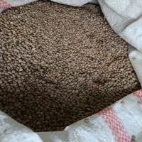 عدس|خوردنی و آشامیدنی|دورود, |دیوار
