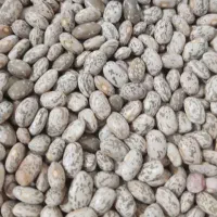 لوبیا چیتی درجه یک برداشت امسال