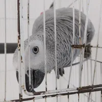 کاسکو