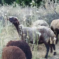 میش و بره/گوسفند