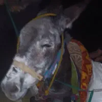 الاغ. نر