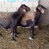 فروش