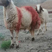 شیشک قوچ