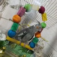 گمشده