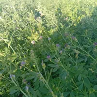 یونجه