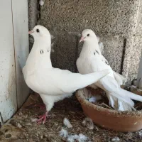 کبوتر پرشی
