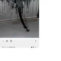 علامت محرم