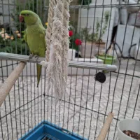 فروش پرنده ملنگو
