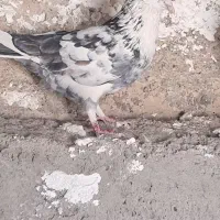 کبوتر|پرنده|زنجان, |دیوار