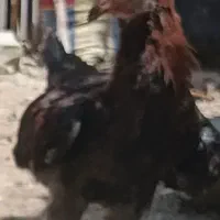 نیمچه مرغ محلی