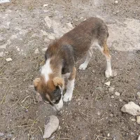 توله سگ نگهبان دهن پاک