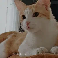 گربه نر عقیم شده