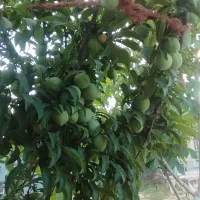 فروش-خونه-باغ