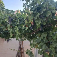 فروش منزل ویلایی روستای ورپشت در تیران و کرون