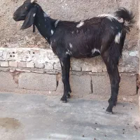 تیشترماده جوان