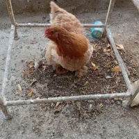 فروش یک عدد خروس ویک عدد مرغ برهما