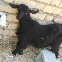 3عدد کهره 2تا نر یه ماده
