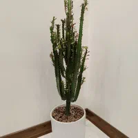 گل بسیار سرحال افوربیا