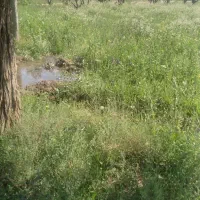 فروش-زمین-کشاورزی