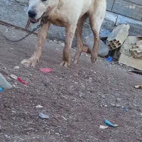 سگ الابای|سگ|چورزق, |دیوار