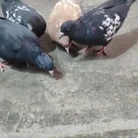 جوجه سینه