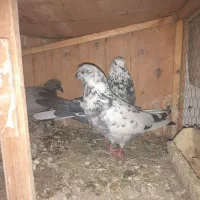 کفتر|پرنده|ساوه, |دیوار