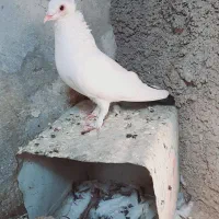 دم سیاه نر