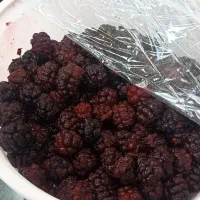 شاتوت تازه دست چین روز