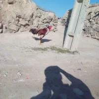 خروس لاری نژاد دار