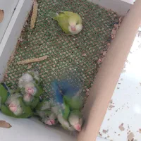 جوجه راهب