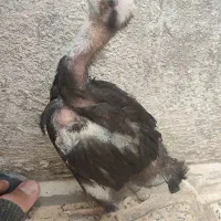 جوجه لاری اصیل تاج مهر