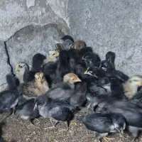 جوجه  اصل کرک شو