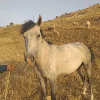 اسب برای فروش هست