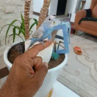مرغ عشق دستی نر