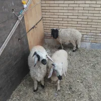 بره نرسبک