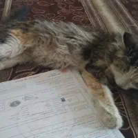 گربه گم شده