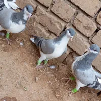 بدرنگ|پرنده|شال, |دیوار