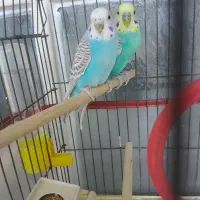 جفت مرغ عشق آواز خوان همراه با ۲ عدد تخم