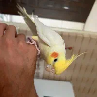 عروس هلندی سخنگو نر بالغ