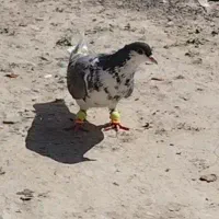 کبوتر ساده