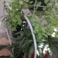 باغ فروشی در روستای میم